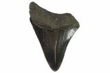 Juvenile Megalodon Tooth - Georgia #90816-1